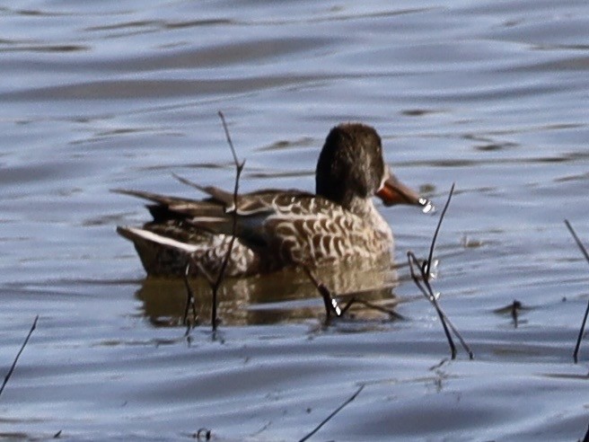 琵嘴鴨 - ML646982256