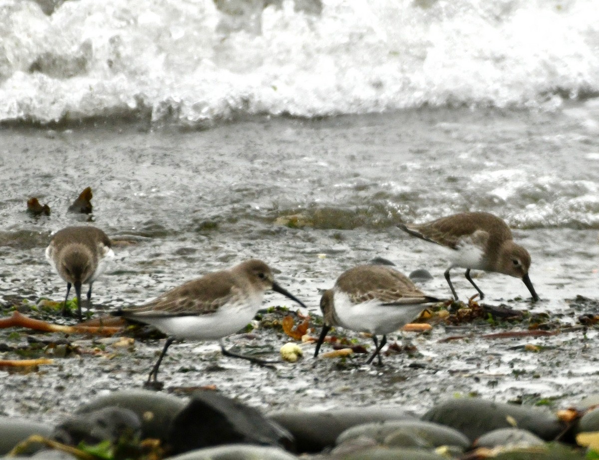 ハマシギ - ML646982257