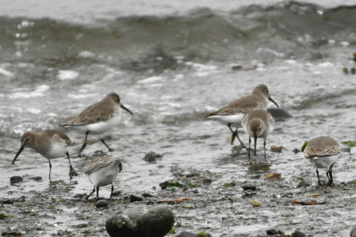 ハマシギ - ML646982258