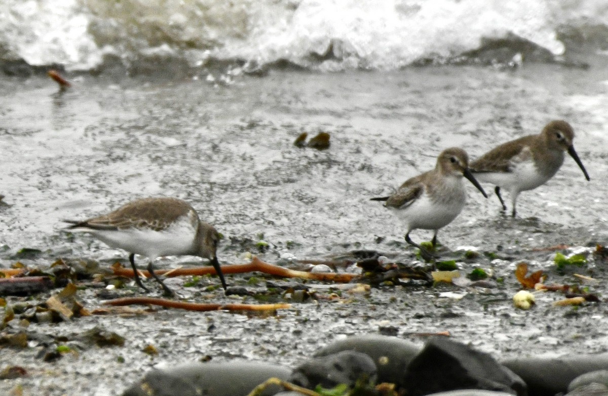 ハマシギ - ML646982259