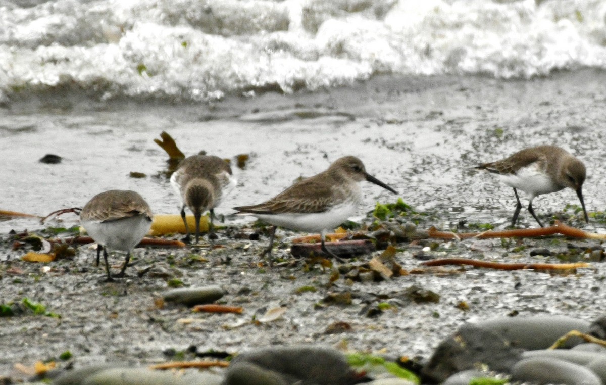 ハマシギ - ML646982260