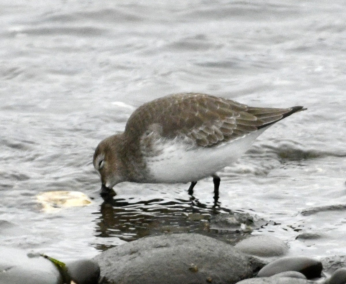 ハマシギ - ML646982261