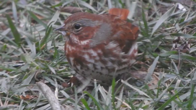 Bruant fauve - ML646982263