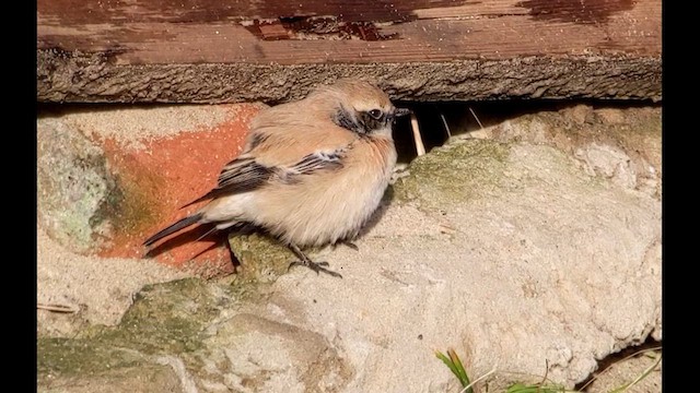 Traquet du désert - ML646982264