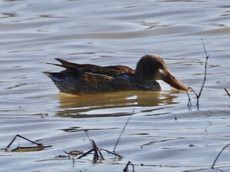 琵嘴鴨 - ML646982280