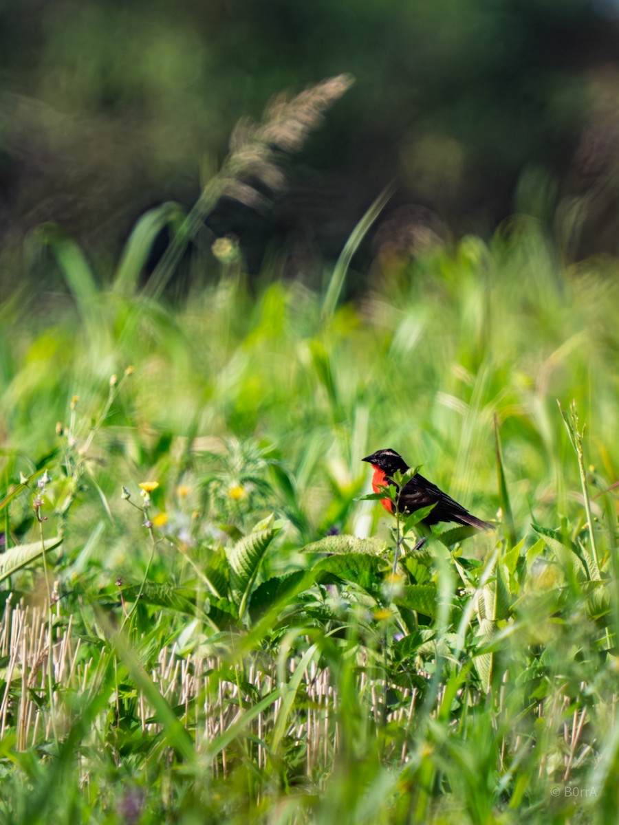 Loica Cejiblanca - ML646982285
