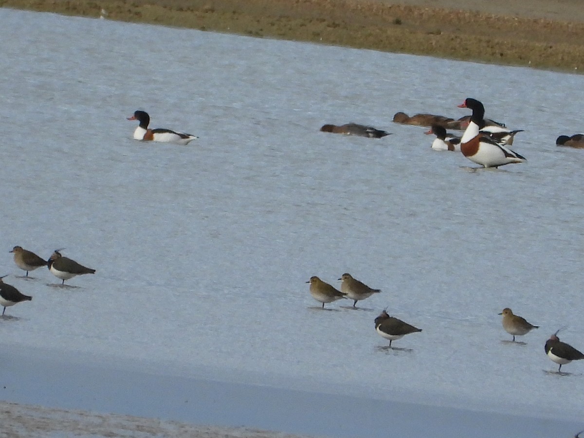 Paita arrunta - ML646982286