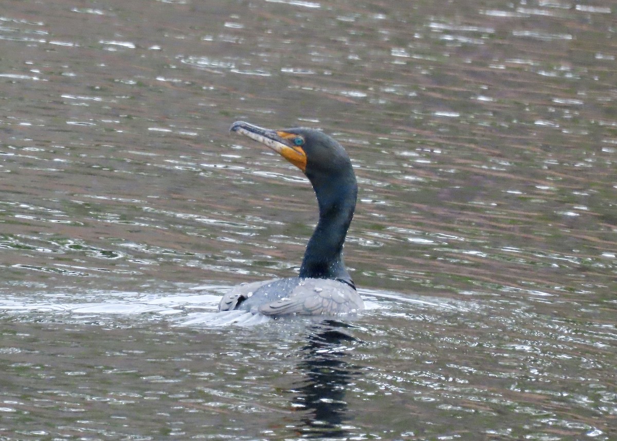 Double-crested Cormorant - ML646982288