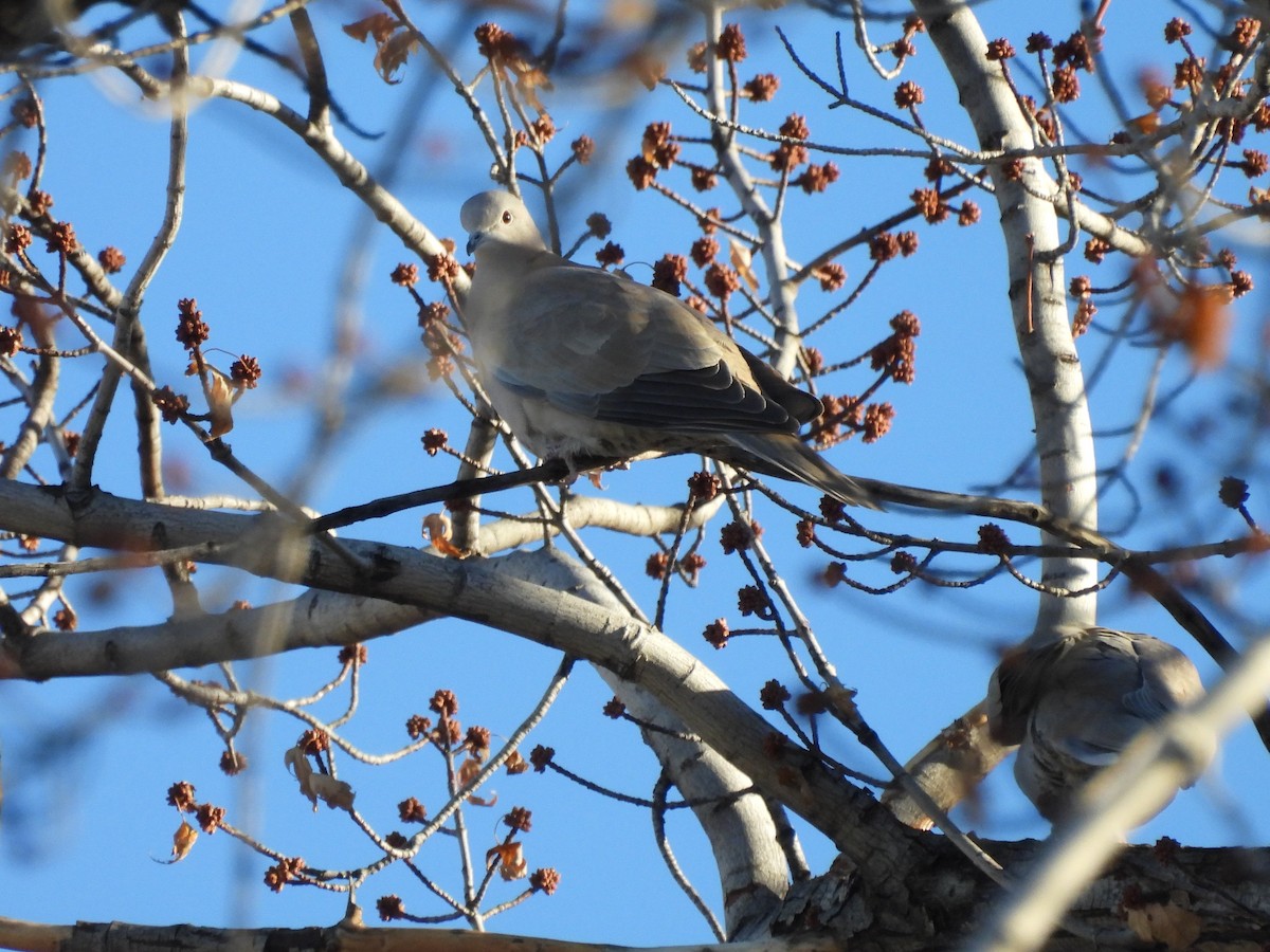 Tourterelle turque - ML646982307