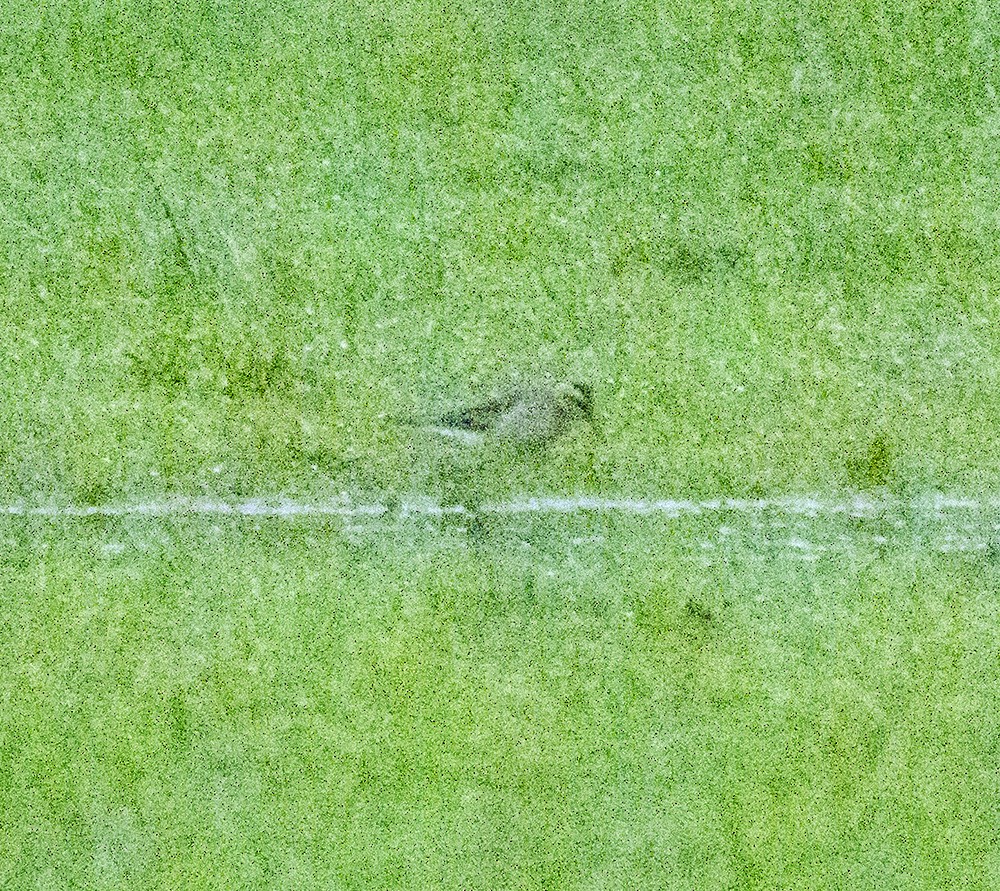 Sharp-tailed Sandpiper - ML646982313