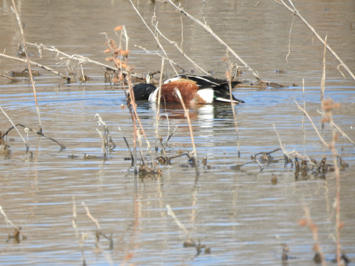 琵嘴鴨 - ML646982314