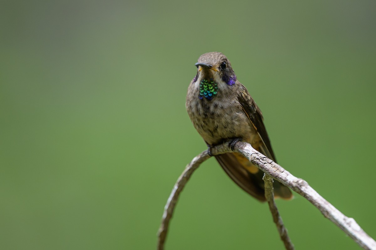 Brown Violetear - ML646982323