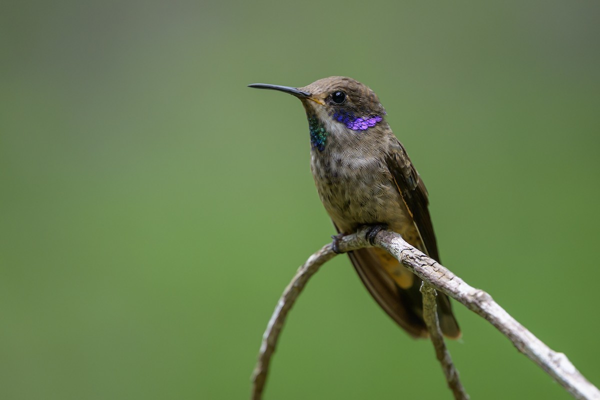 Brown Violetear - ML646982324