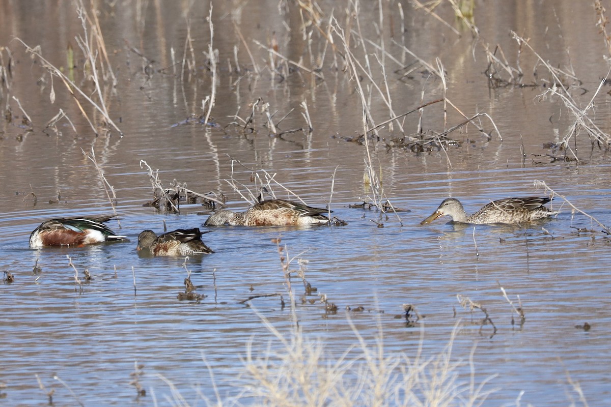 琵嘴鴨 - ML646982326