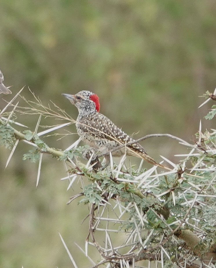 Nubierspecht - ML646982328