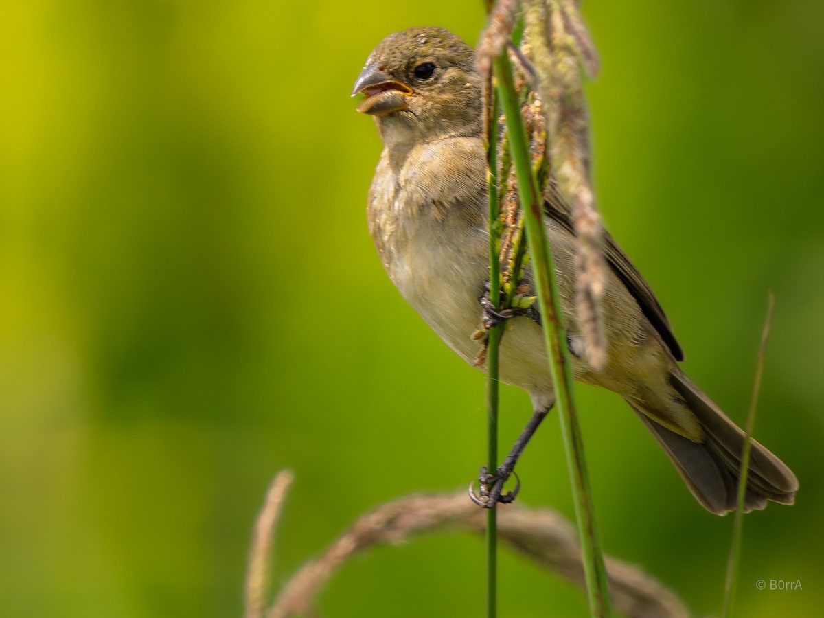 Double-collared Seedeater - ML646982331