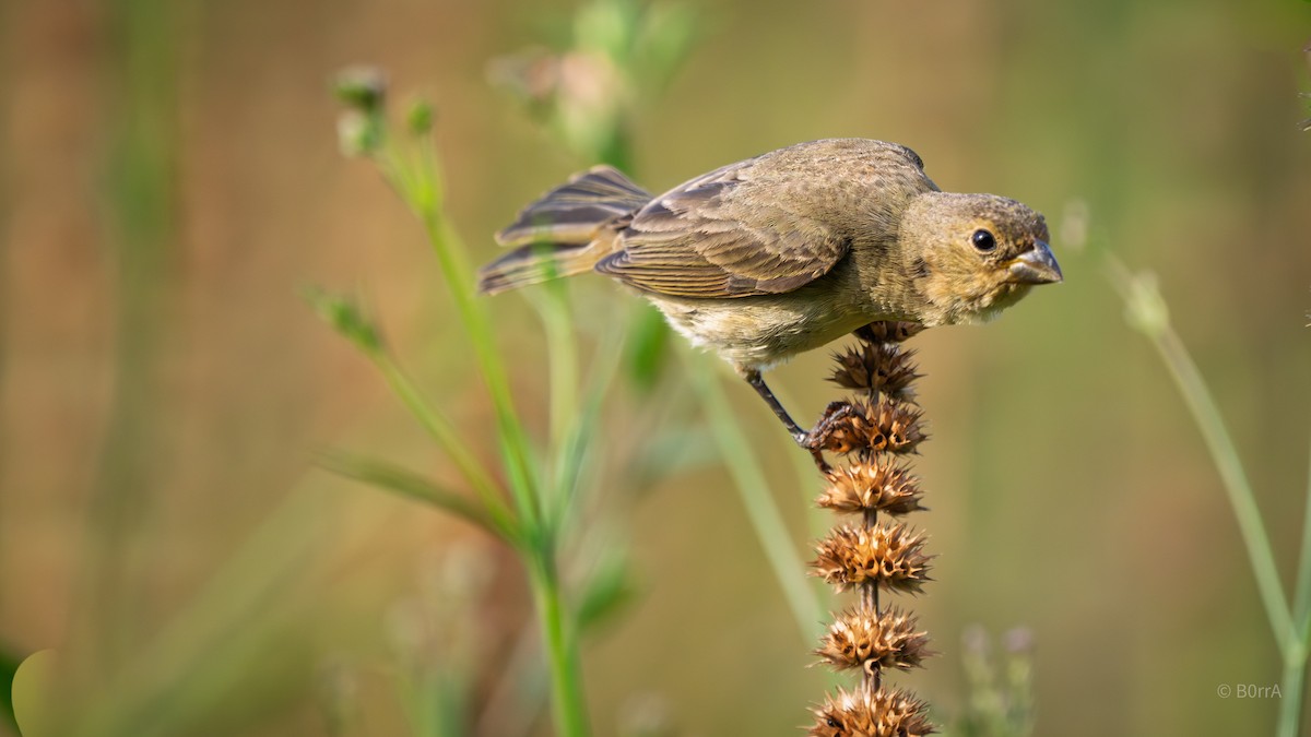 Double-collared Seedeater - ML646982332