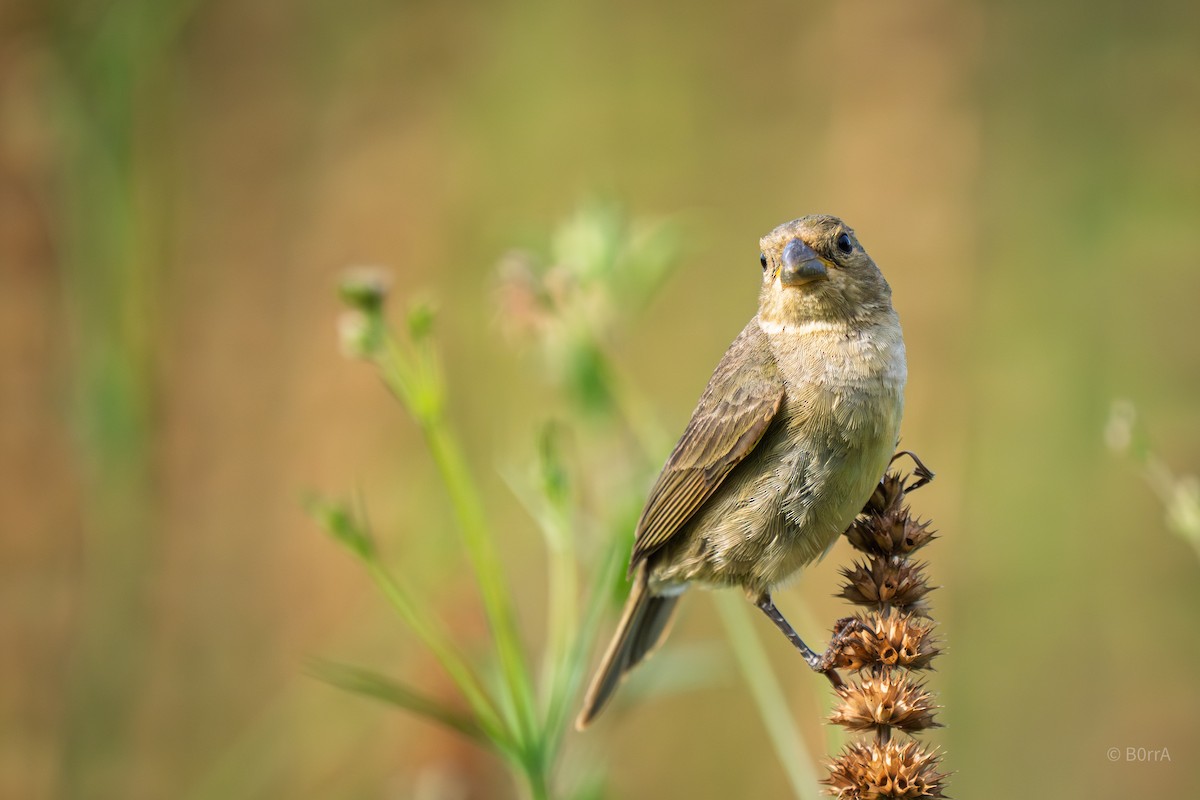 Double-collared Seedeater - ML646982333
