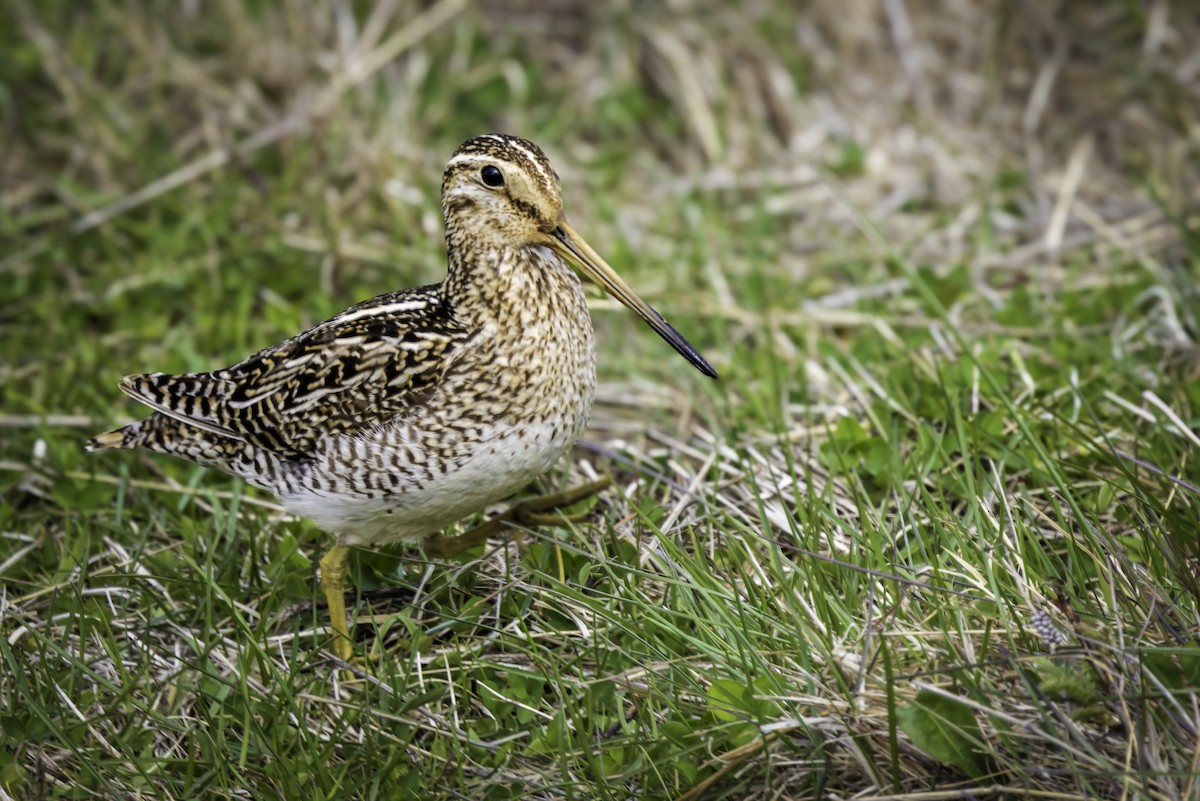 Magellanic Snipe - ML646982342