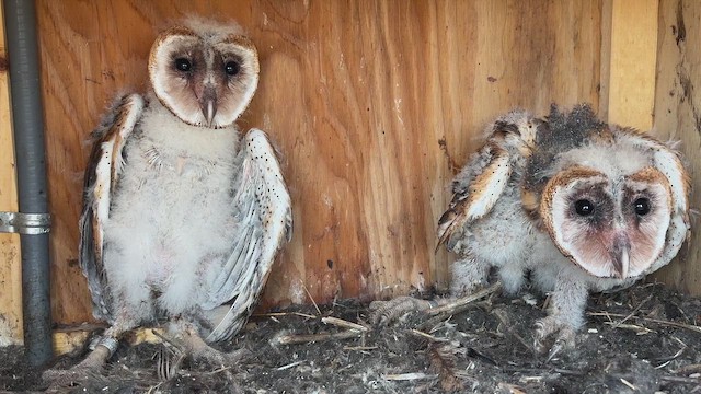 Effraie d'Amérique - ML646982347