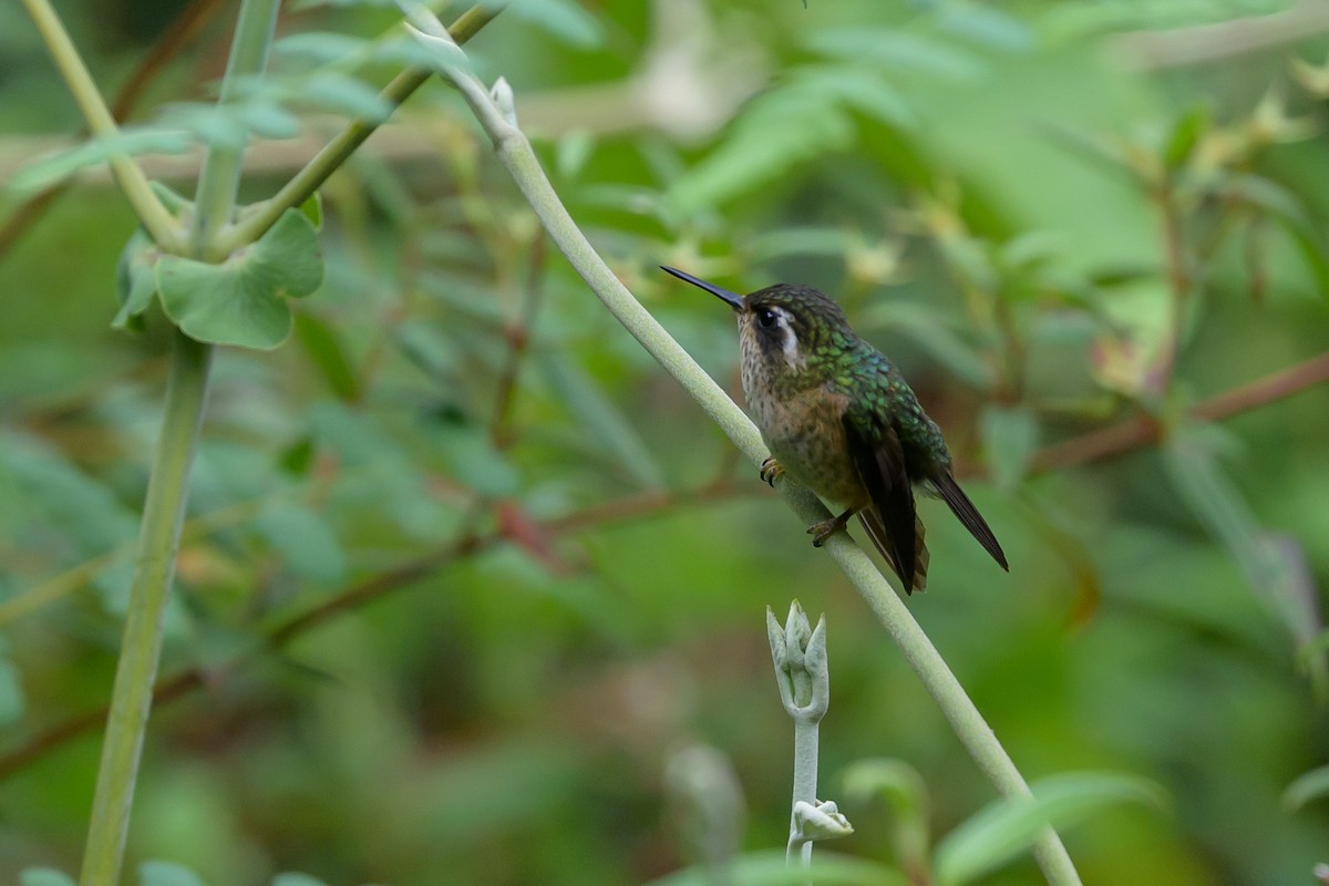 Speckled Hummingbird - ML646982348