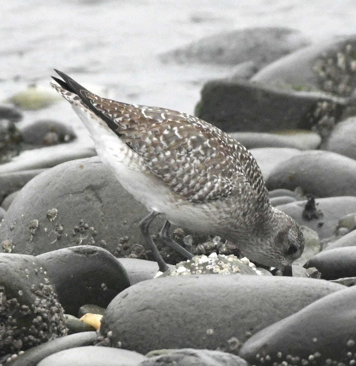 Gümüş Yağmurcun - ML646982355