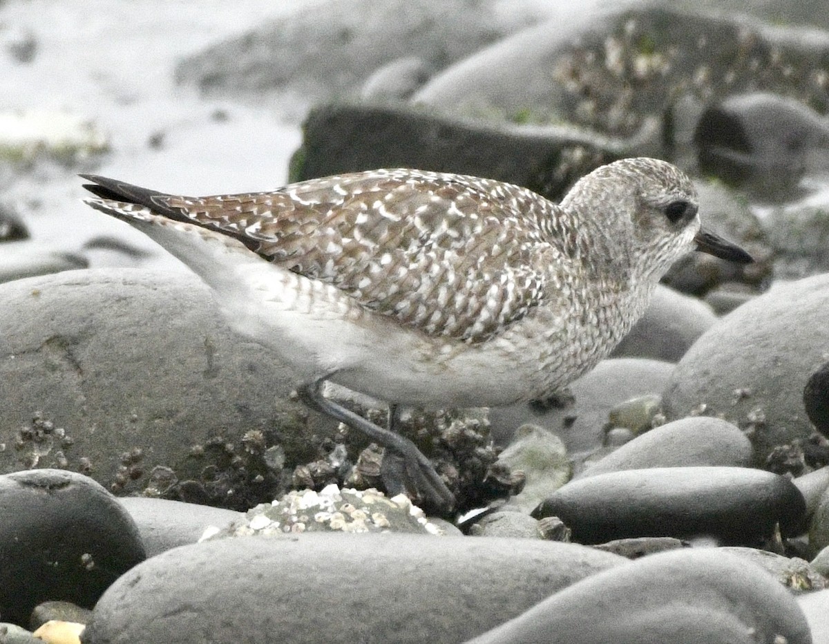 Gümüş Yağmurcun - ML646982356