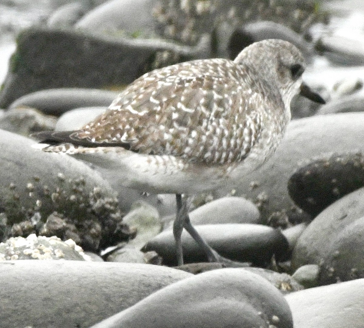 Gümüş Yağmurcun - ML646982357