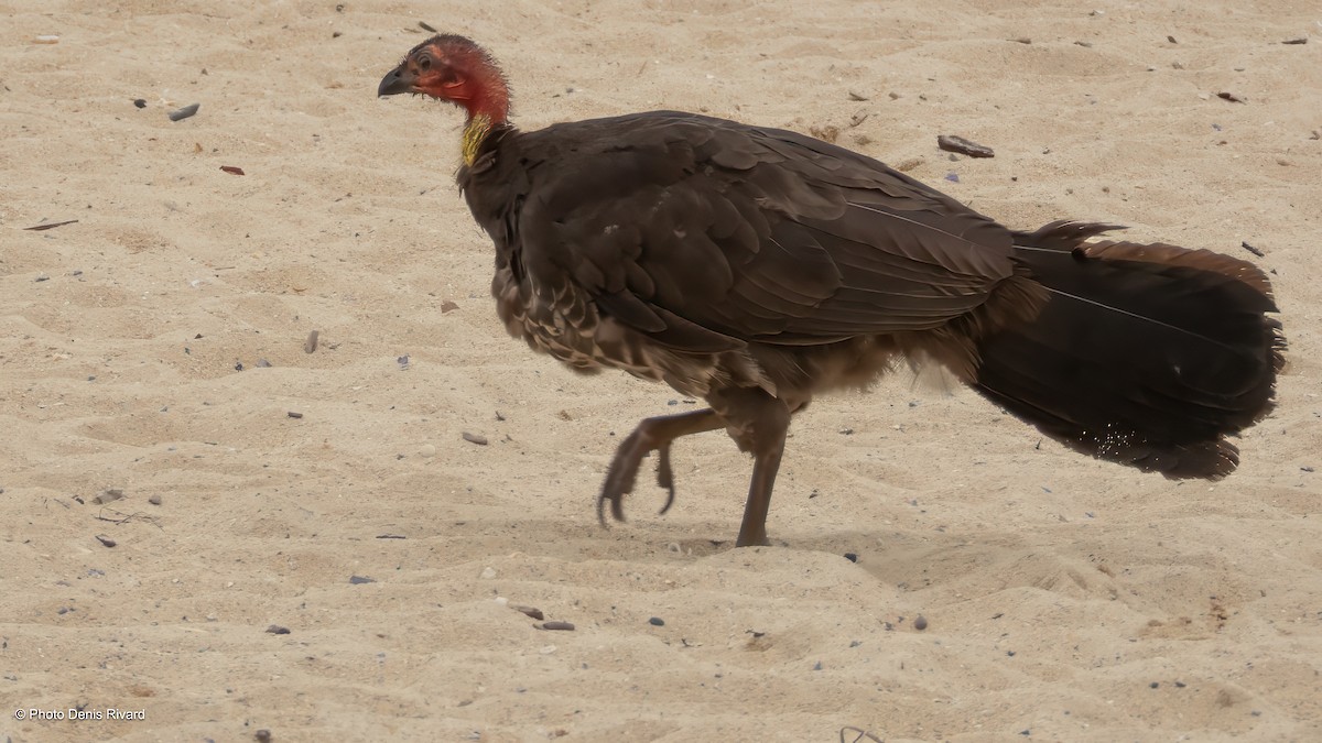 Australian Brushturkey - ML646982358