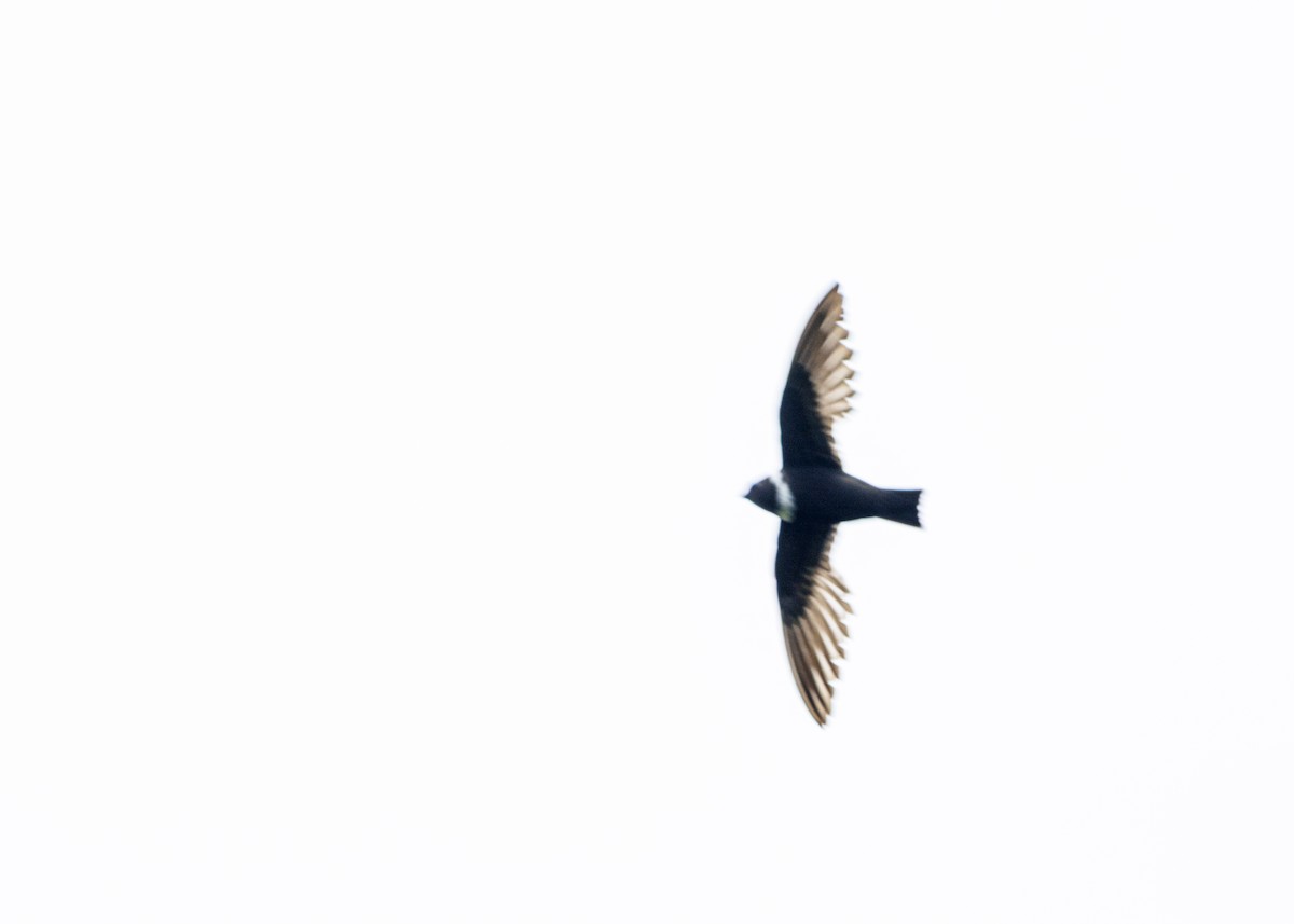 White-collared Swift - ML646982362