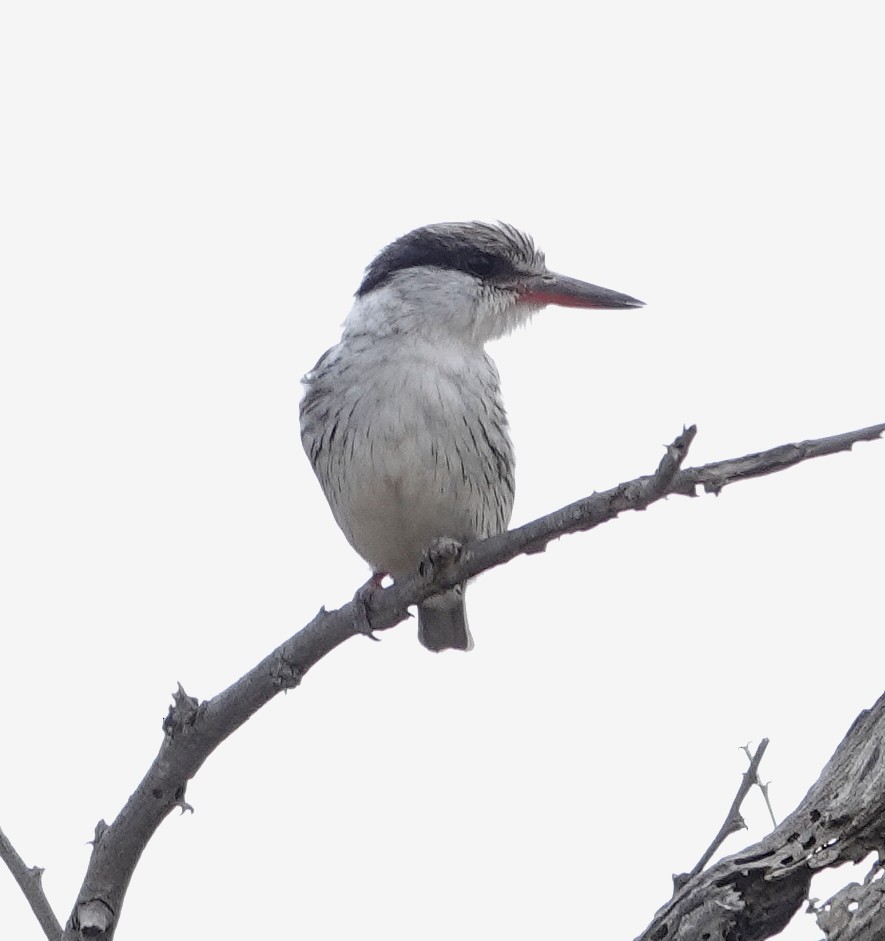 ledňáček žíhaný - ML646982369