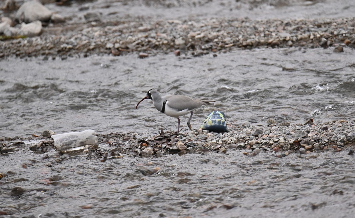 Ibisbill - ML646982370