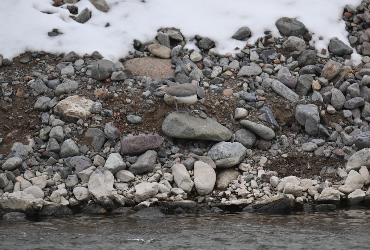 Ibisbill - ML646982372