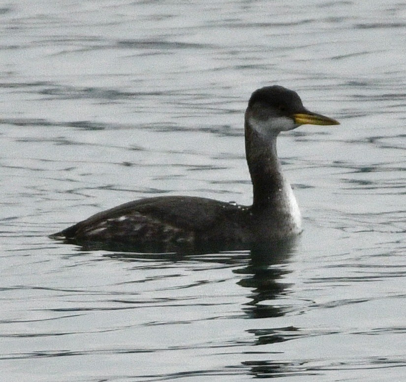 Red-necked Grebe - ML646982373