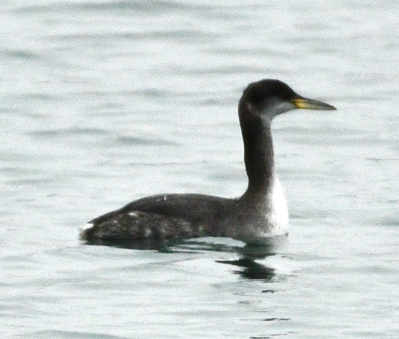 Red-necked Grebe - ML646982374