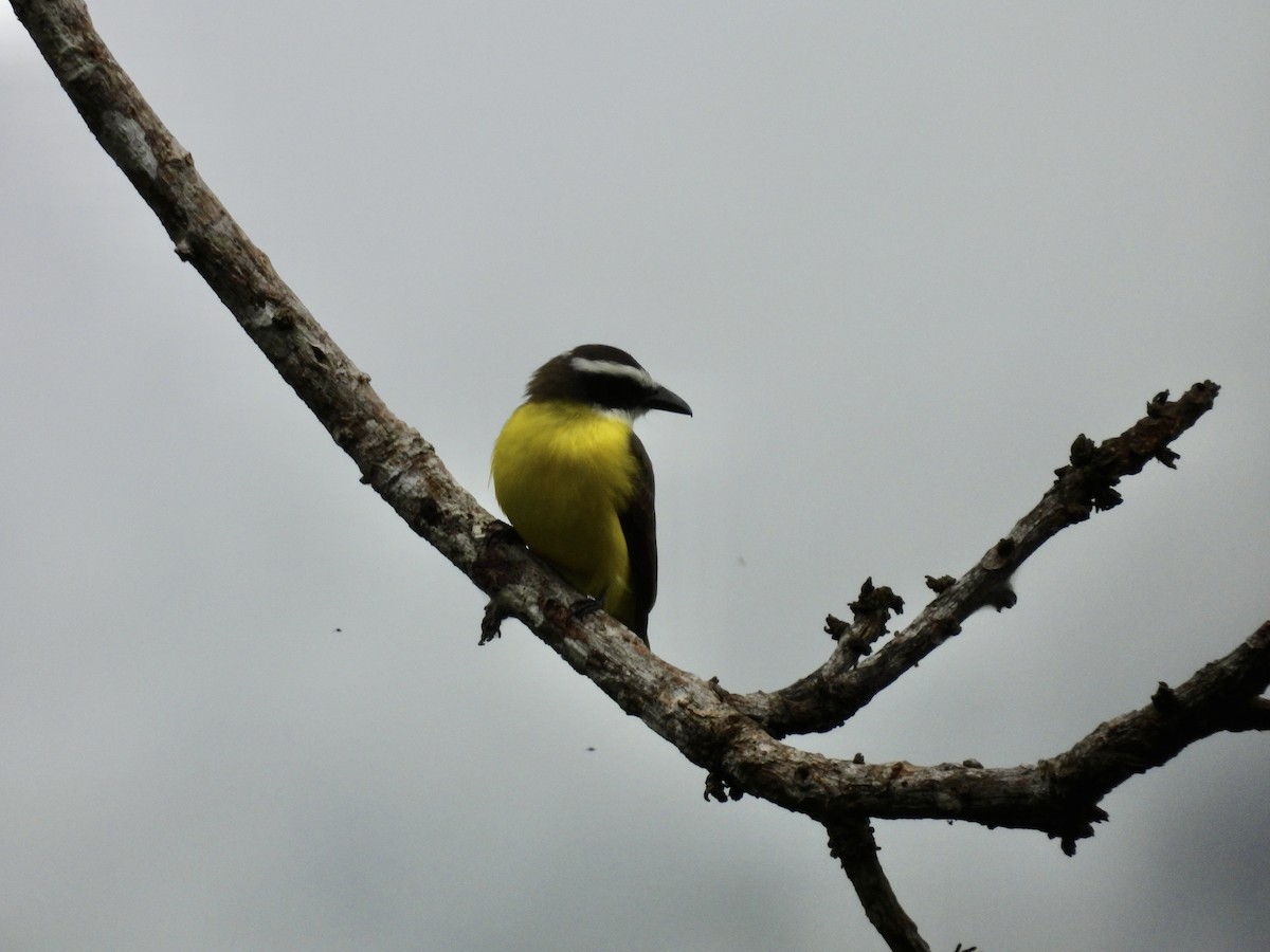 Boat-billed Flycatcher - ML646982376