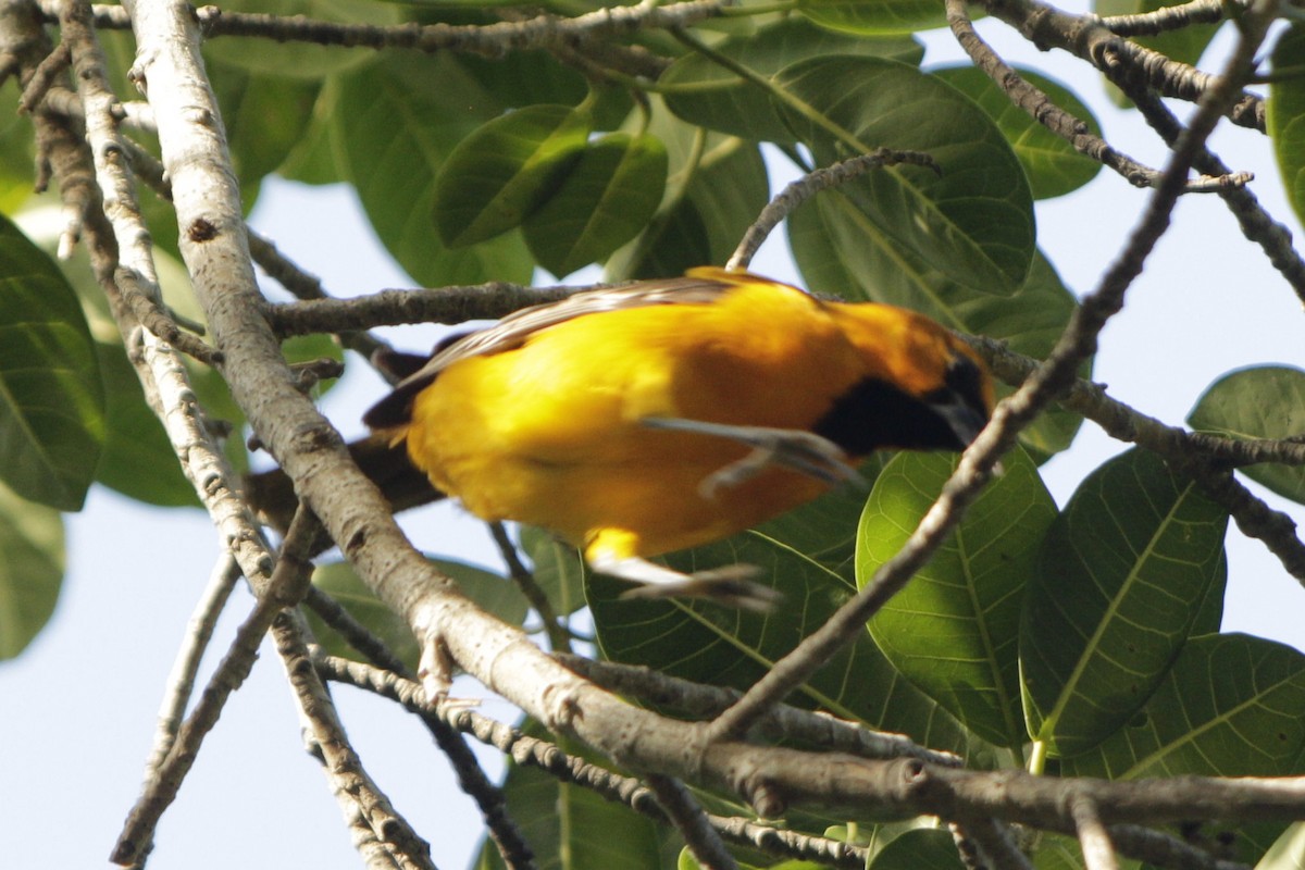 Altamira Oriole - ML646982395