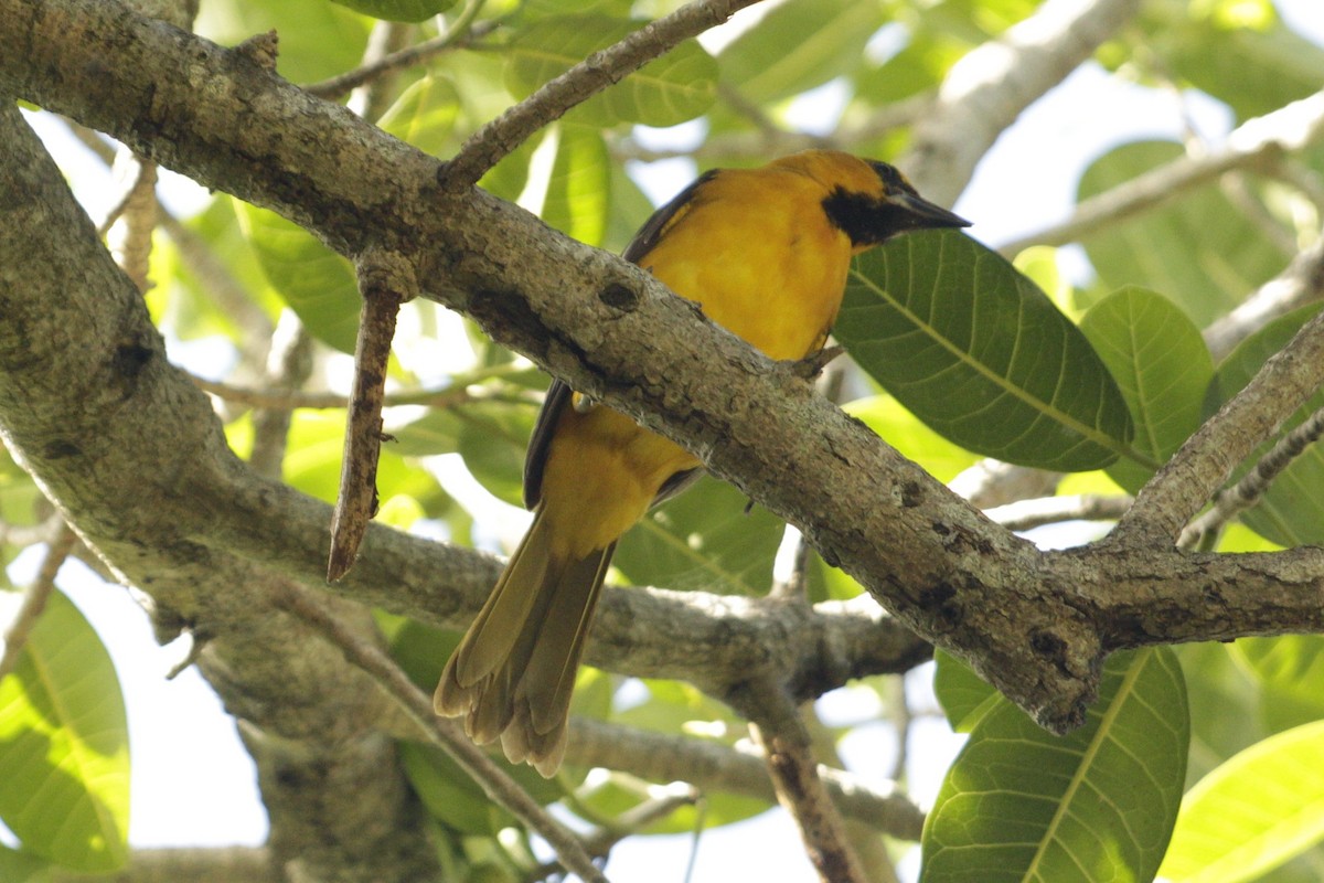 Altamira Oriole - ML646982396