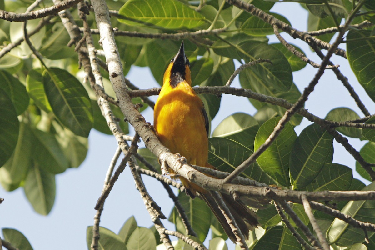 Altamira Oriole - ML646982397
