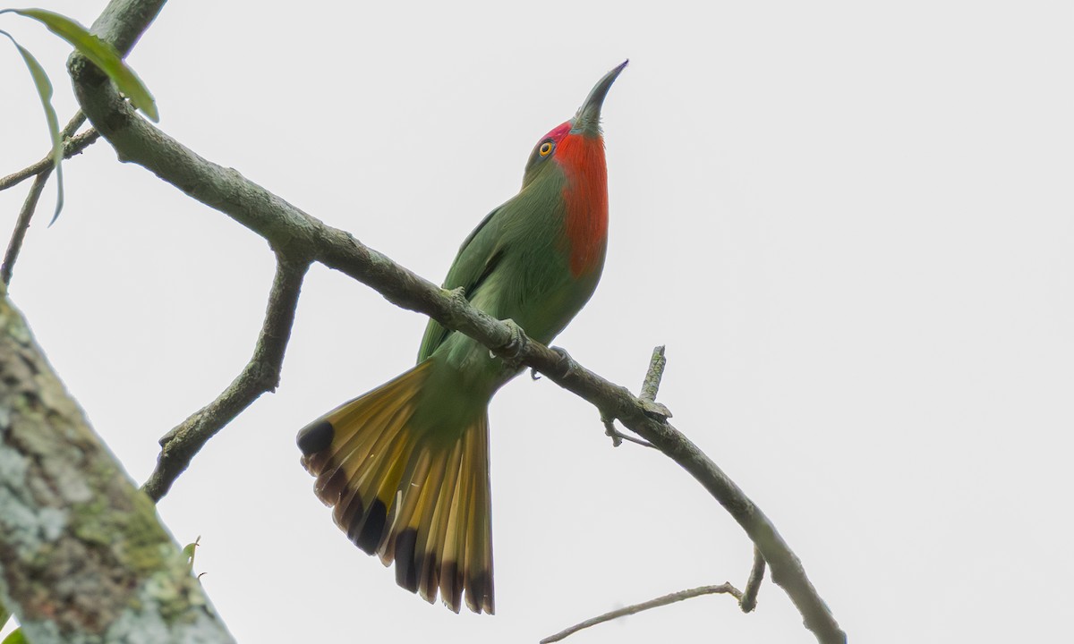 Rotbartspint - ML646982398