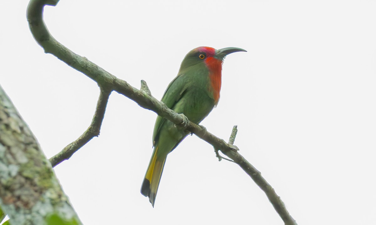 Rotbartspint - ML646982399