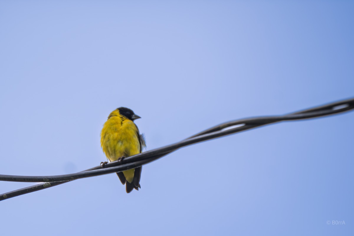 Hooded Siskin - ML646982400