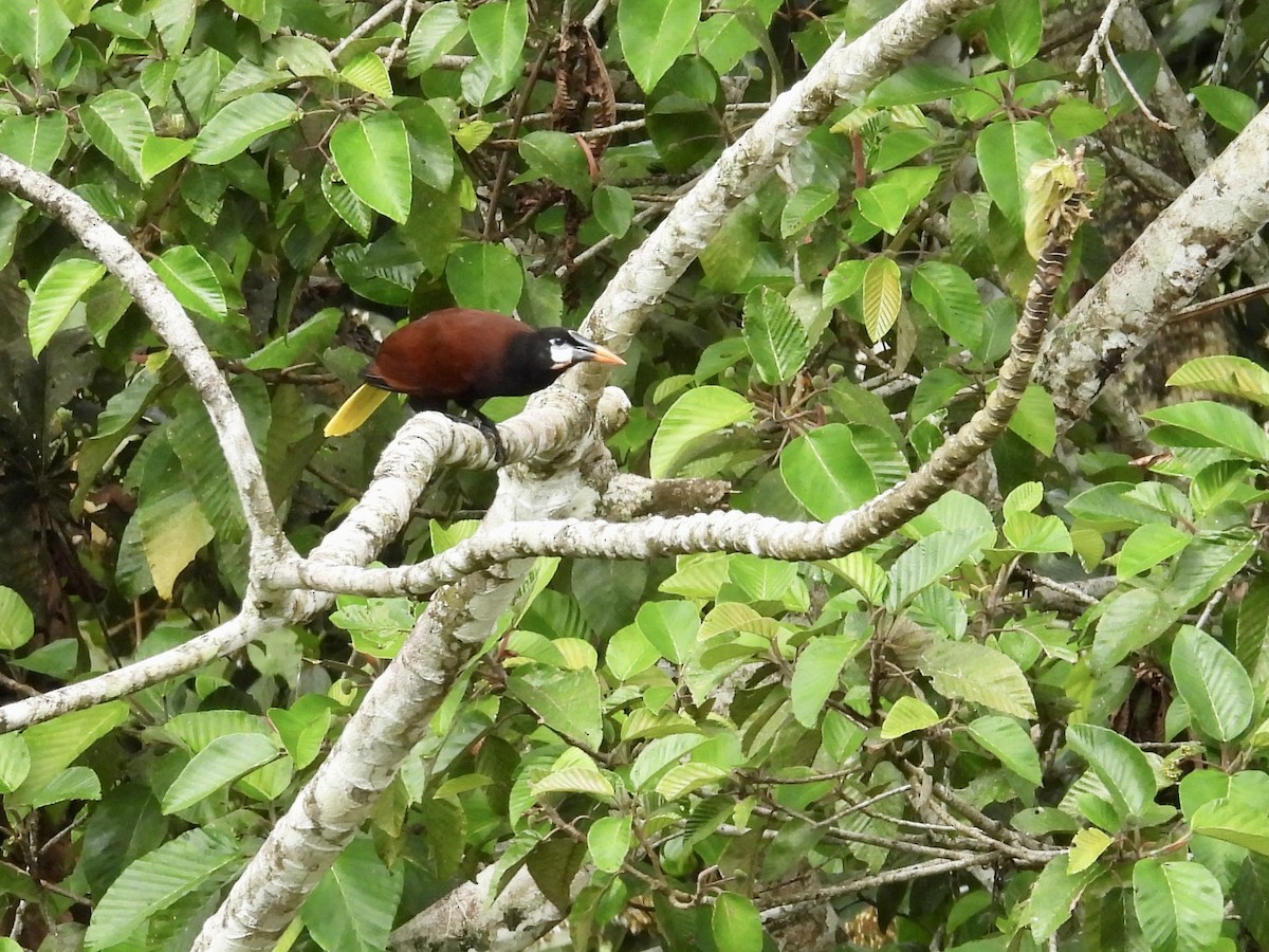 Montezuma Oropendola - ML646982406