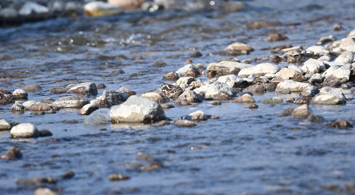 Solitary Snipe - ML646982407