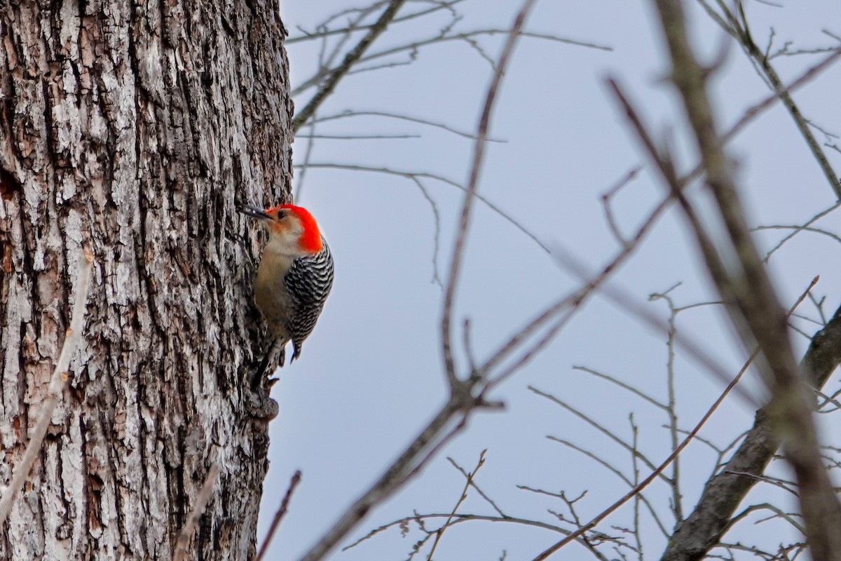 Red-bellied Woodpecker - ML646982413