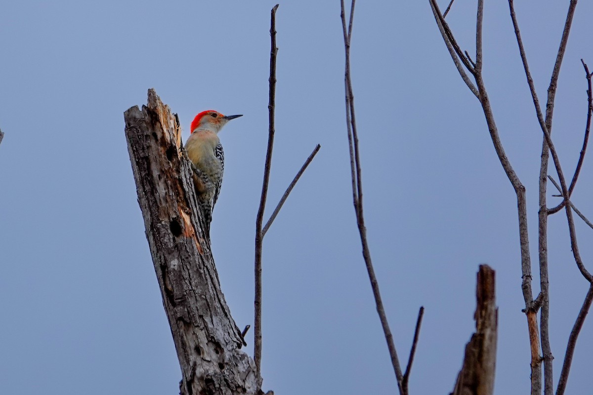 Red-bellied Woodpecker - ML646982414