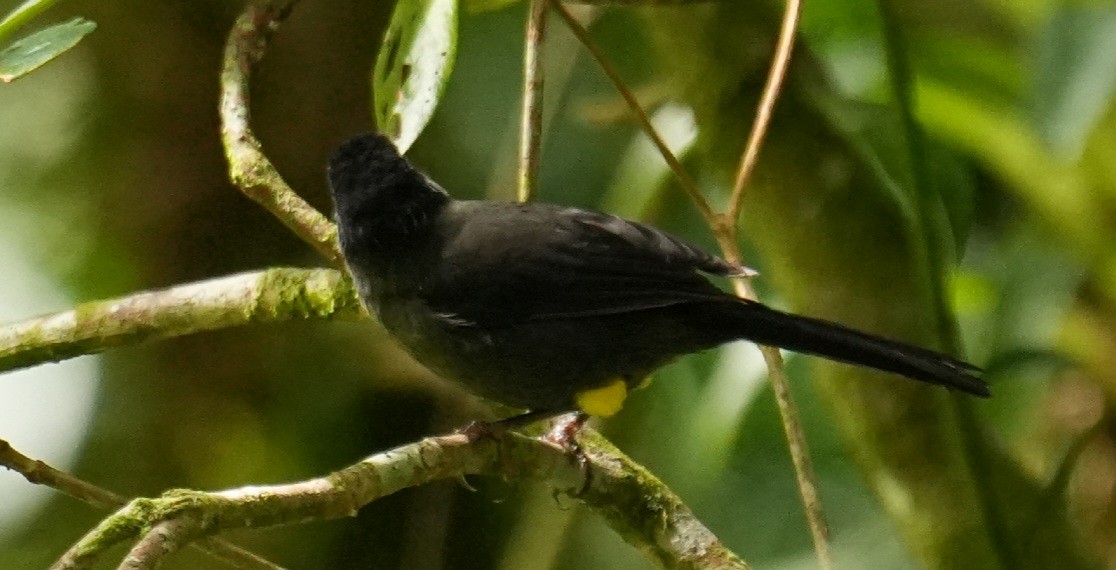 Yellow-thighed Brushfinch - ML646982415