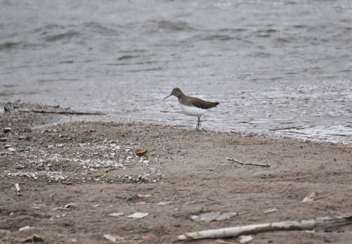 Green Sandpiper - ML646982416