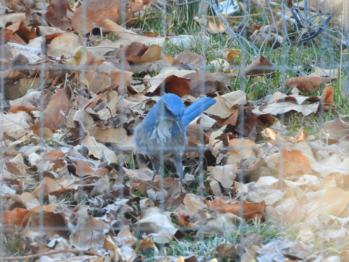 Woodhouse's Scrub-Jay - ML646982419