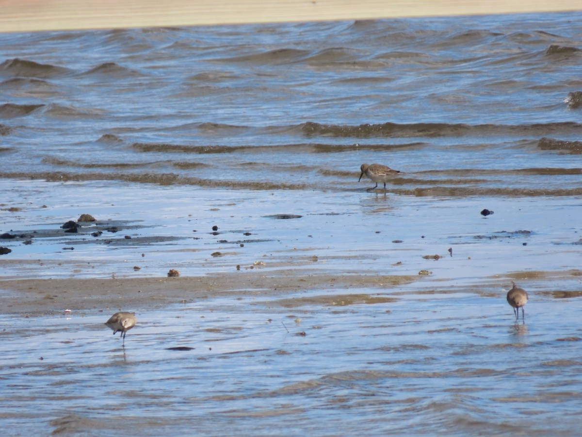 ハマシギ - ML646982425